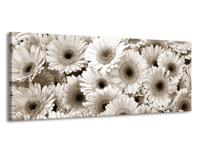 Canvas Schilderij Gerbera, Bloemen | Sepia | 145x58cm 1Luik