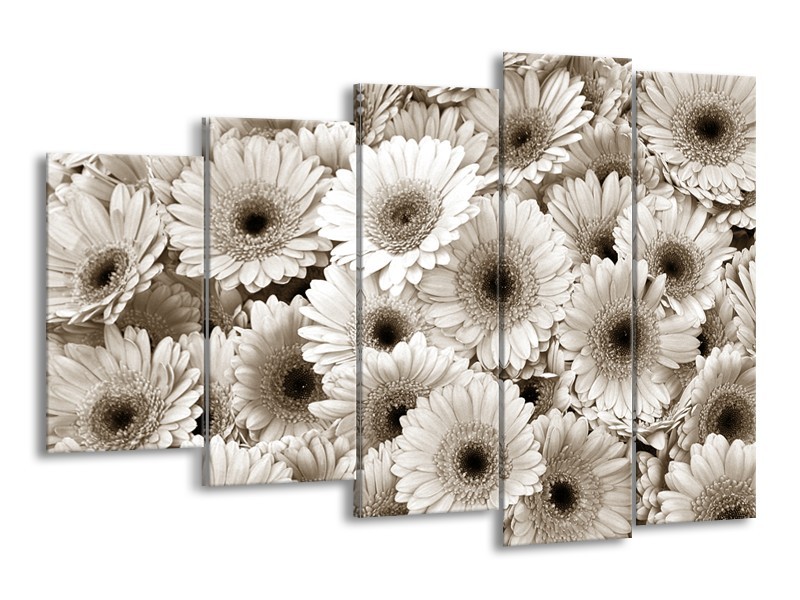 Glasschilderij Gerbera, Bloemen | Sepia | 150x100cm 5Luik