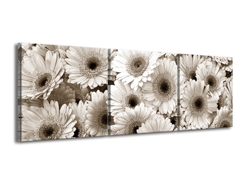 Glasschilderij Gerbera, Bloemen | Sepia | 150x50cm 3Luik