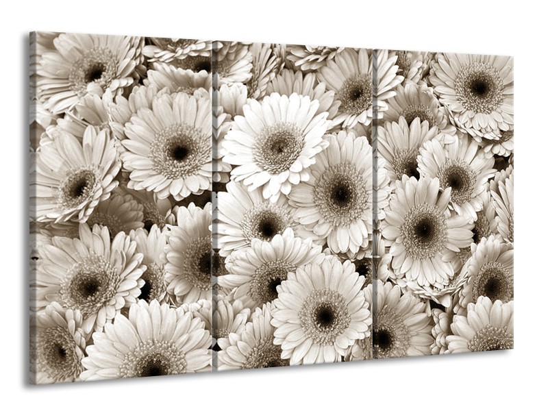 Glasschilderij Gerbera, Bloemen | Sepia | 165x100cm 3Luik