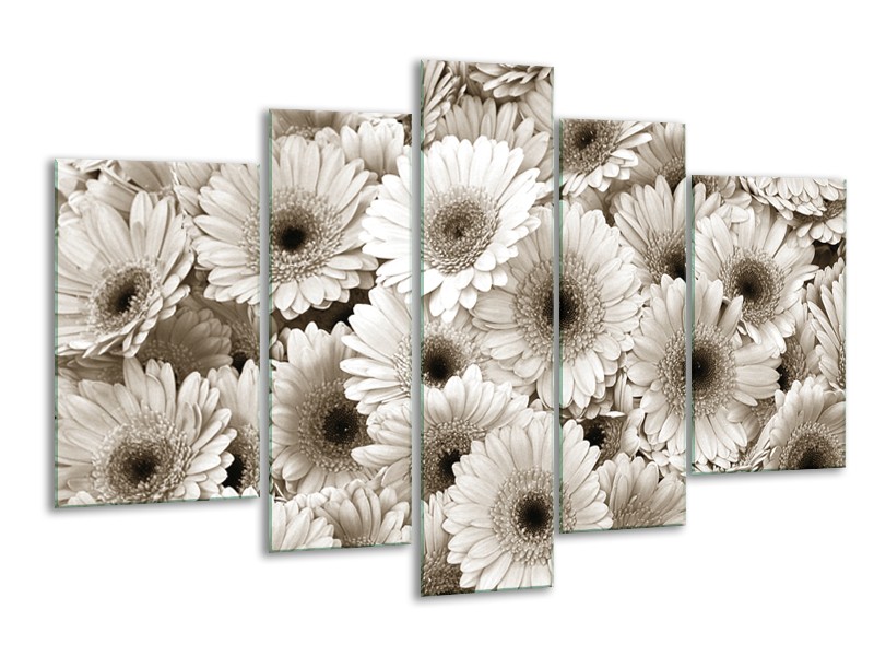 Glasschilderij Gerbera, Bloemen | Sepia | 170x100cm 5Luik