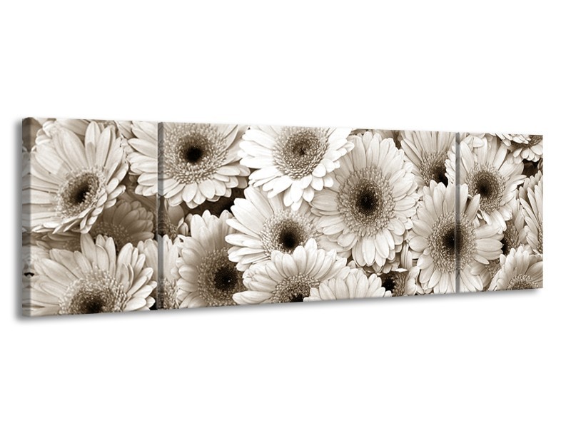 Glasschilderij Gerbera, Bloemen | Sepia | 170x50cm 3Luik