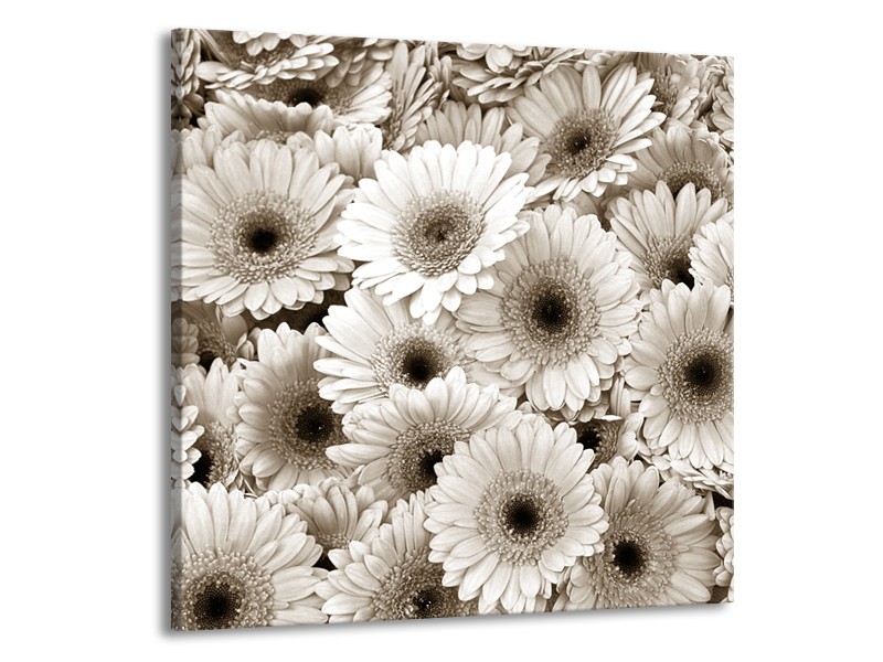 Glasschilderij Gerbera, Bloemen | Sepia | 70x70cm 1Luik