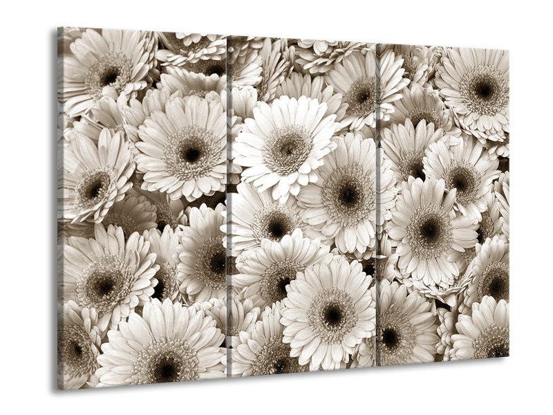 Canvas Schilderij Gerbera, Bloemen | Sepia | 60x90cm 3Luik