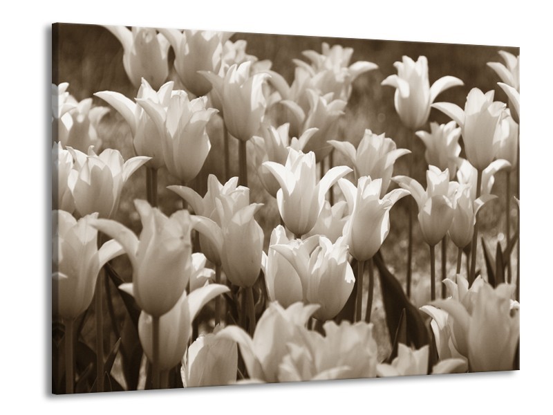 Canvas Schilderij Tulpen, Bloemen | Sepia | 100x70cm 1Luik