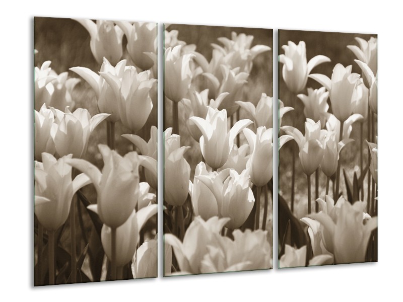 Canvas Schilderij Tulpen, Bloemen | Sepia | 120x80cm 3Luik