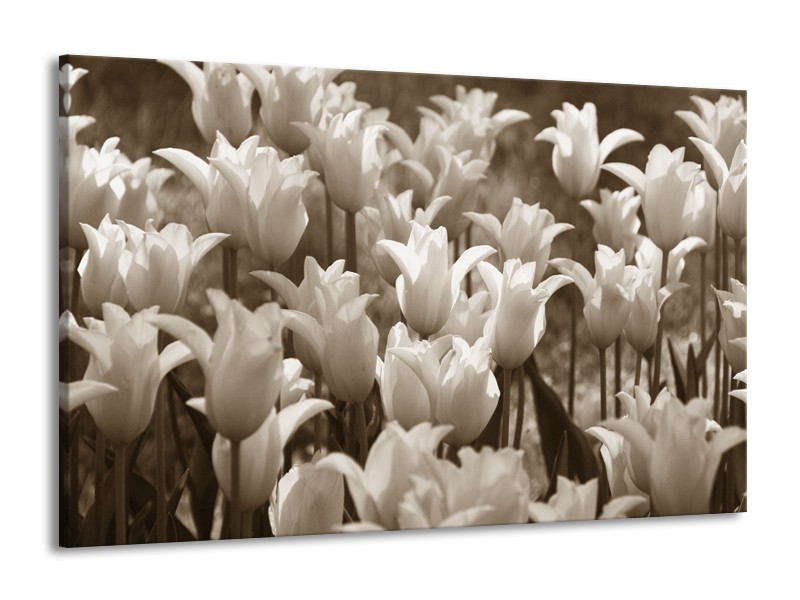 Canvas Schilderij Tulpen, Bloemen | Sepia | 140x90cm 1Luik