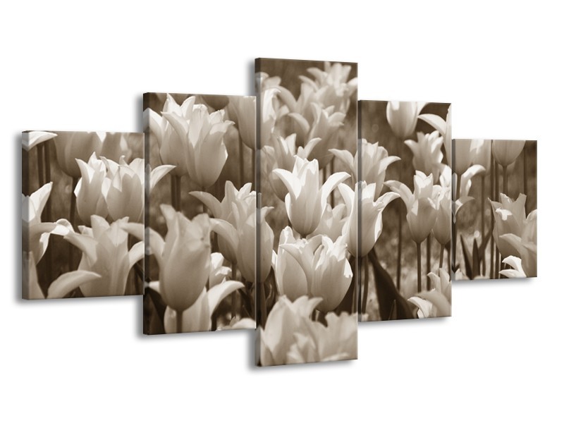 Glasschilderij Tulpen, Bloemen | Sepia | 150x80cm 5Luik