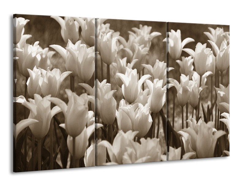 Canvas Schilderij Tulpen, Bloemen | Sepia | 165x100cm 3Luik