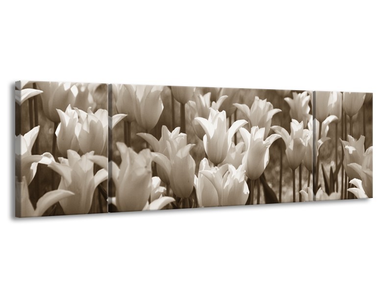 Glasschilderij Tulpen, Bloemen | Sepia | 170x50cm 3Luik