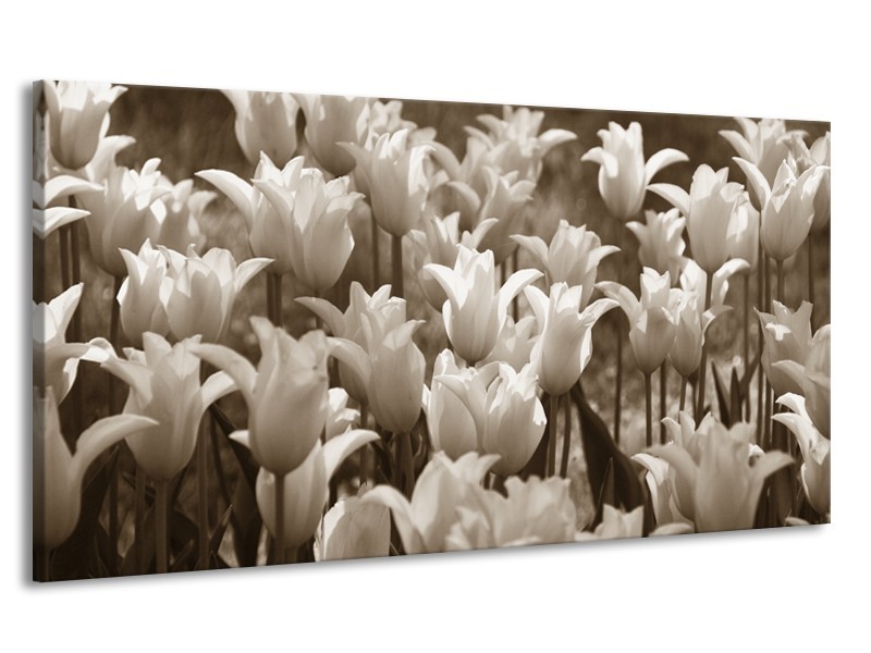 Canvas Schilderij Tulpen, Bloemen | Sepia | 170x90cm 1Luik