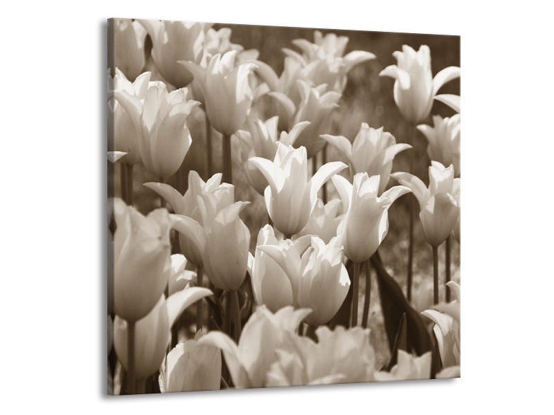 Canvas Schilderij Tulpen, Bloemen | Sepia | 50x50cm 1Luik