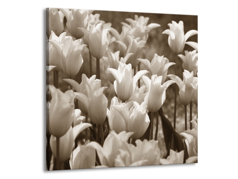 Canvas Schilderij Tulpen, Bloemen | Sepia | 70x70cm 1Luik