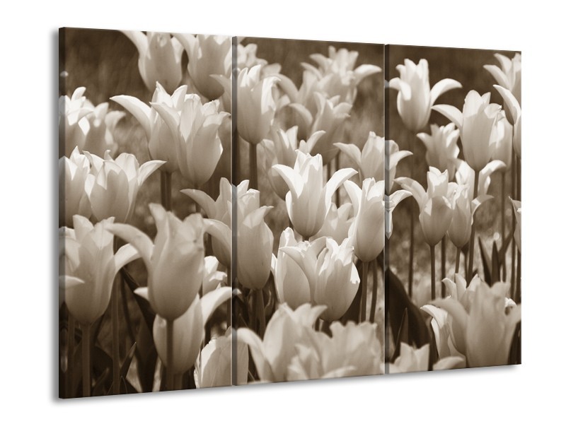 Glasschilderij Tulpen, Bloemen | Sepia | 60x90cm 3Luik