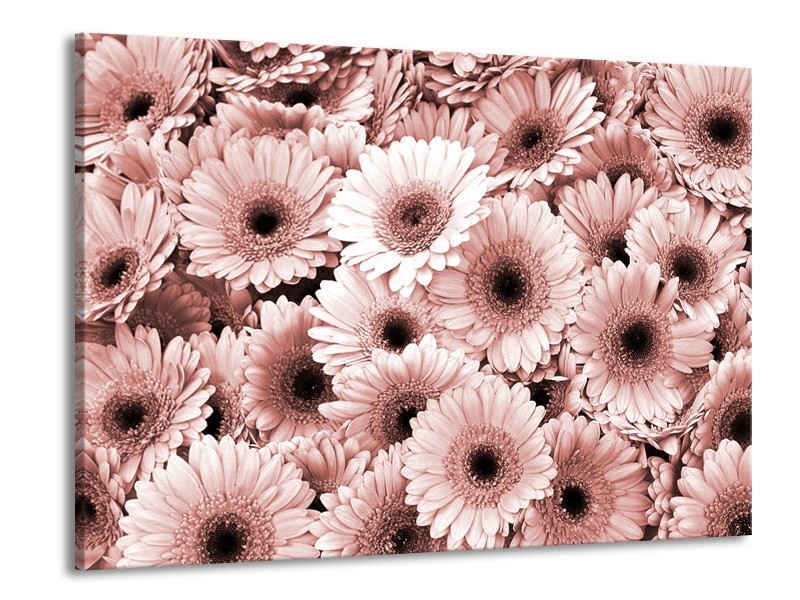 Glasschilderij Gerbera, Bloemen | Bruin, Rood | 100x70cm 1Luik