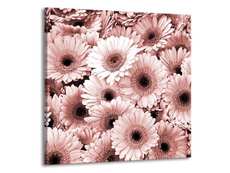 Glasschilderij Gerbera, Bloemen | Bruin, Rood | 50x50cm 1Luik