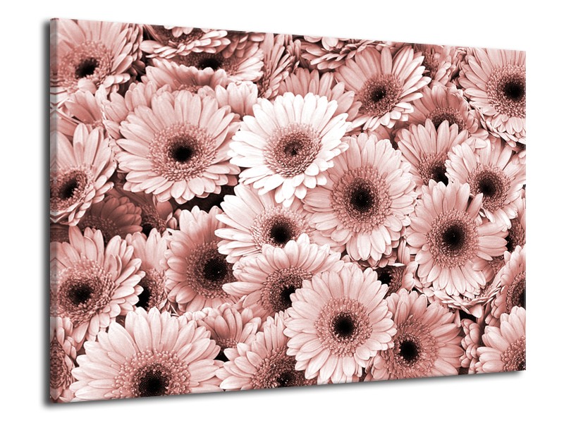 Canvas Schilderij Gerbera, Bloemen | Bruin, Rood | 70x50cm 1Luik