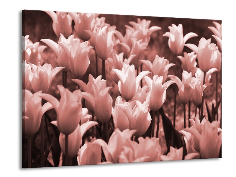 Canvas Schilderij Tulpen, Bloemen | Bruin, Rood | 100x70cm 1Luik