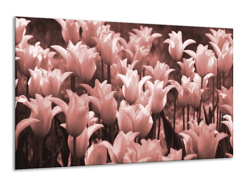 Glasschilderij Tulpen, Bloemen | Bruin, Rood | 120x70cm 1Luik