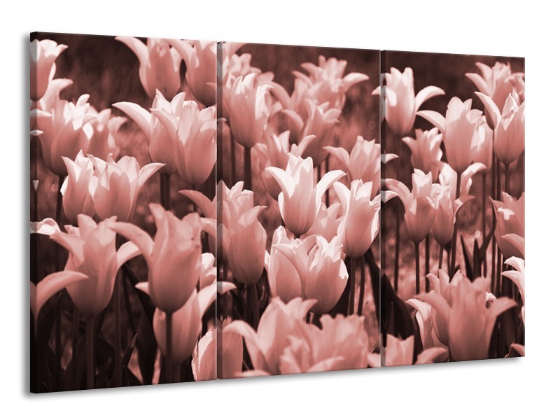 Glasschilderij Tulpen, Bloemen | Bruin, Rood | 165x100cm 3Luik