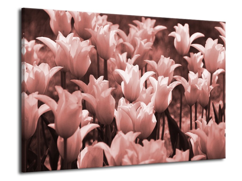 Glasschilderij Tulpen, Bloemen | Bruin, Rood | 70x50cm 1Luik