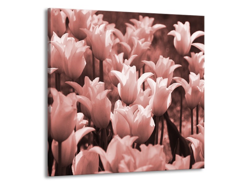 Glasschilderij Tulpen, Bloemen | Bruin, Rood | 70x70cm 1Luik