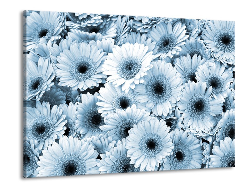 Glasschilderij Gerbera, Bloemen | Blauw, Grijs | 100x70cm 1Luik