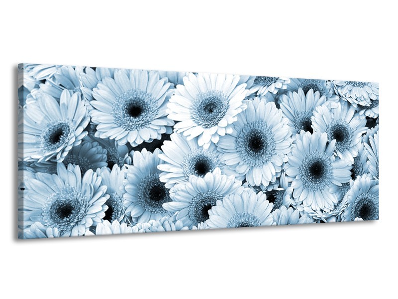 Glasschilderij Gerbera, Bloemen | Blauw, Grijs | 145x58cm 1Luik