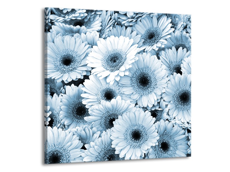 Glasschilderij Gerbera, Bloemen | Blauw, Grijs | 50x50cm 1Luik