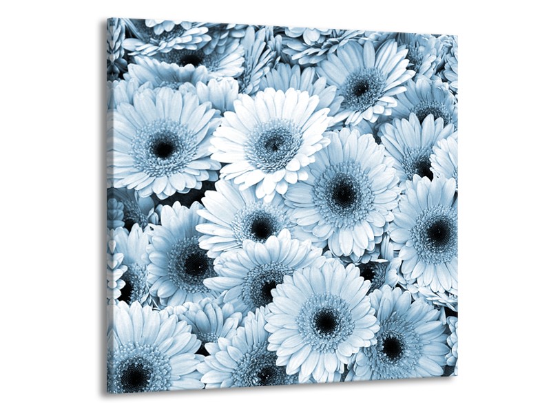 Glasschilderij Gerbera, Bloemen | Blauw, Grijs | 70x70cm 1Luik