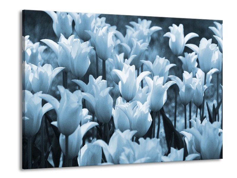 Canvas Schilderij Tulpen, Bloemen | Blauw, Grijs | 100x70cm 1Luik