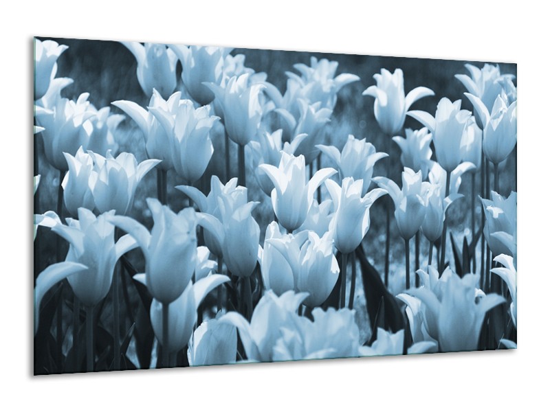 Glasschilderij Tulpen, Bloemen | Blauw, Grijs | 120x70cm 1Luik