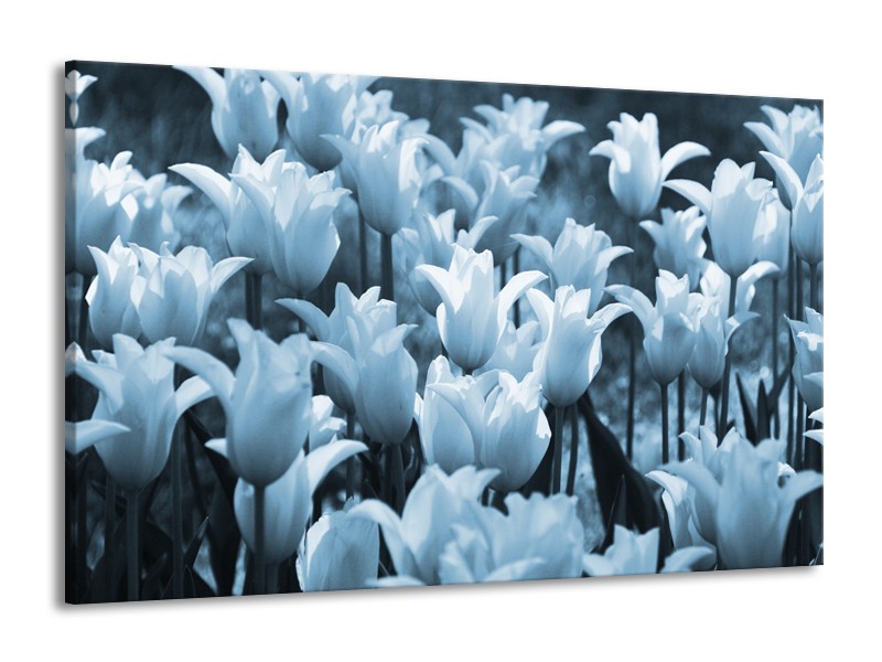 Glasschilderij Tulpen, Bloemen | Blauw, Grijs | 140x90cm 1Luik