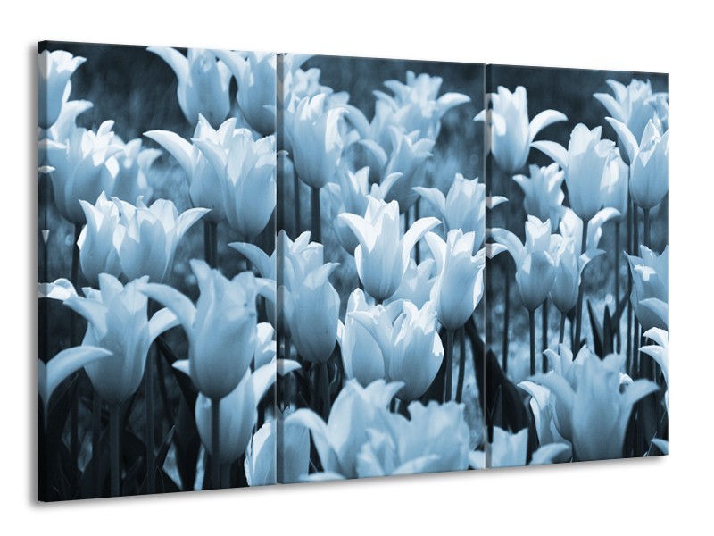 Glasschilderij Tulpen, Bloemen | Blauw, Grijs | 165x100cm 3Luik