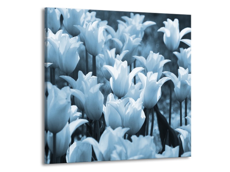 Glasschilderij Tulpen, Bloemen | Blauw, Grijs | 50x50cm 1Luik