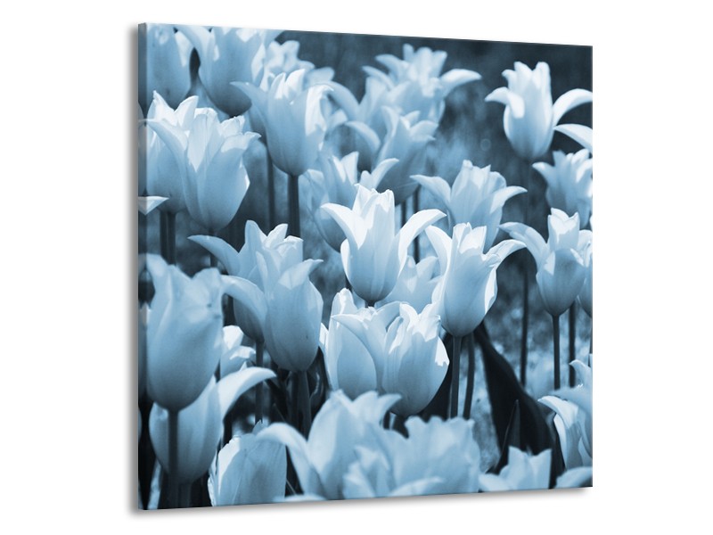 Glasschilderij Tulpen, Bloemen | Blauw, Grijs | 70x70cm 1Luik