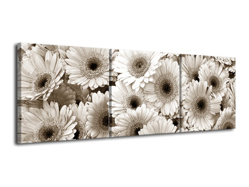 Glasschilderij Gerbera, Bloemen | Sepia | 120x40cm 3Luik