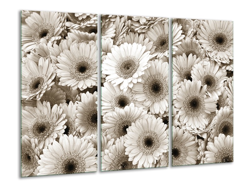 Glasschilderij Gerbera, Bloemen | Sepia | 120x80cm 3Luik