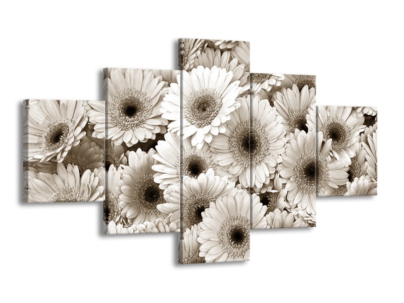 Glasschilderij Gerbera, Bloemen | Sepia | 125x70cm 5Luik