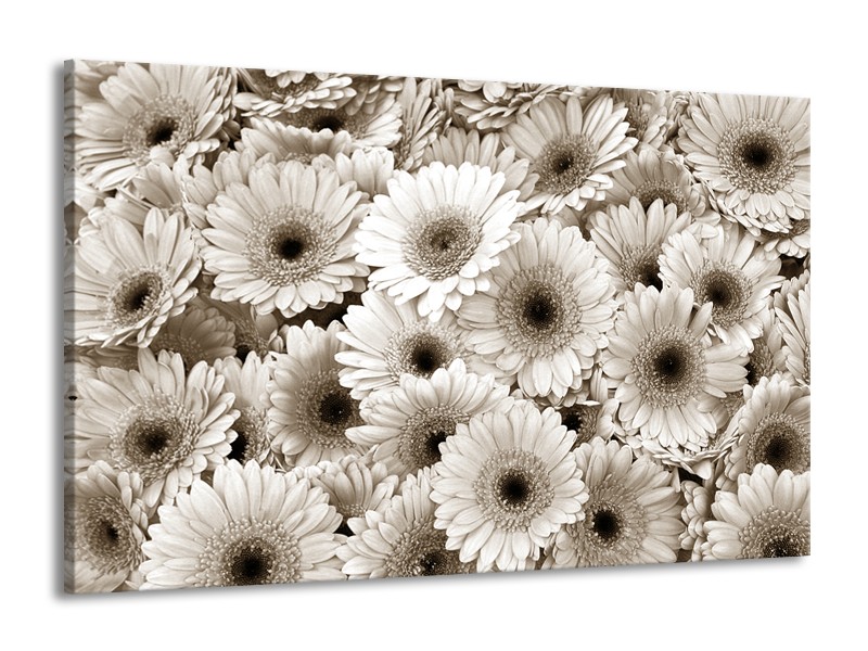 Canvas Schilderij Gerbera, Bloemen | Sepia | 140x90cm 1Luik