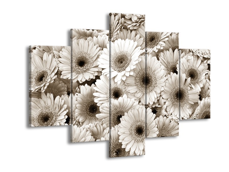 Glasschilderij Gerbera, Bloemen | Sepia | 150x105cm 5Luik