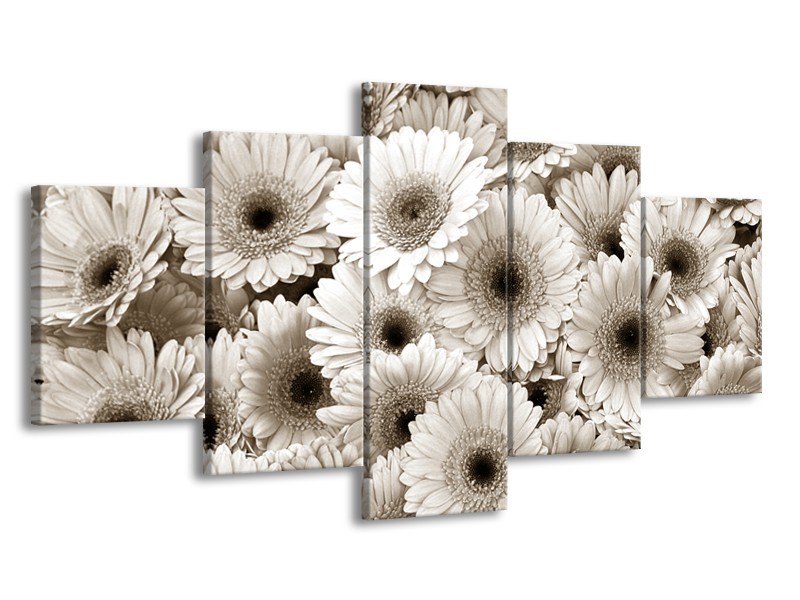 Glasschilderij Gerbera, Bloemen | Sepia | 150x80cm 5Luik