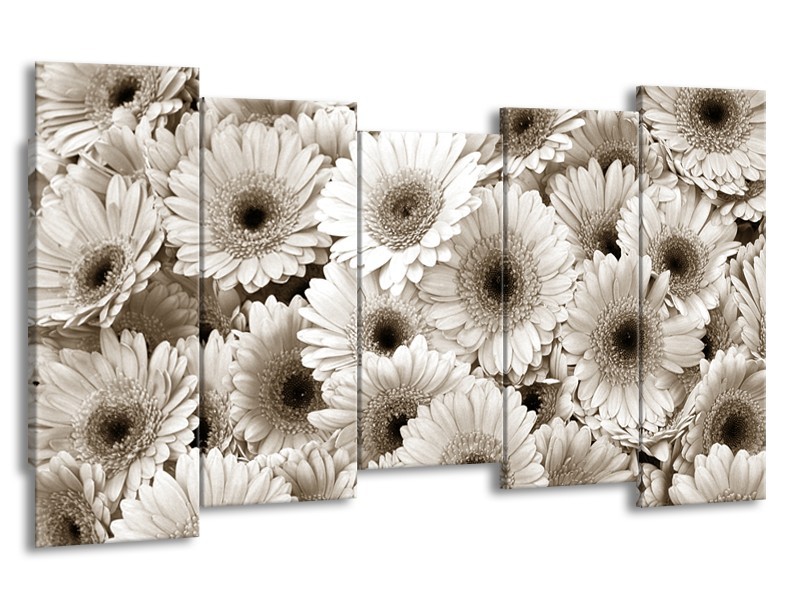 Canvas Schilderij Gerbera, Bloemen | Sepia | 150x80cm 5Luik