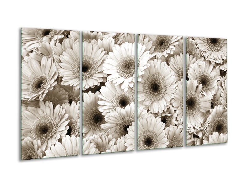 Glasschilderij Gerbera, Bloemen | Sepia | 160x80cm 4Luik