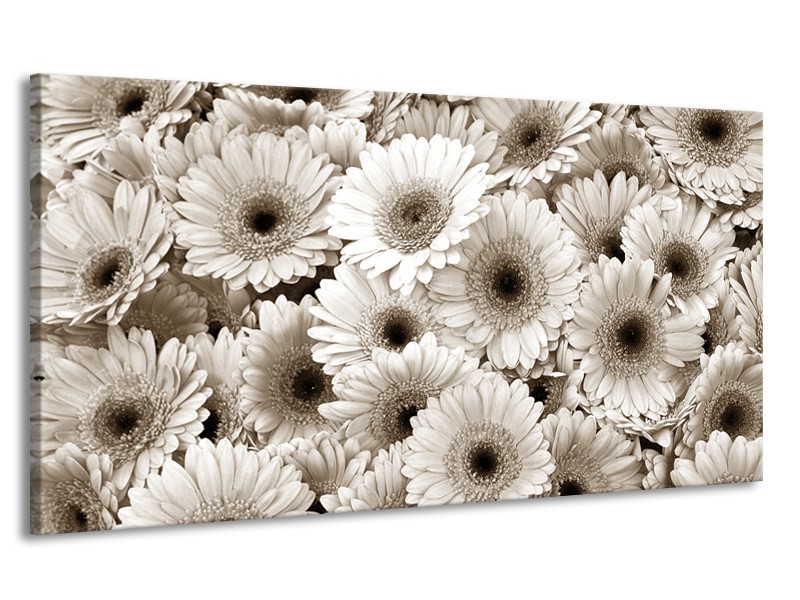 Canvas Schilderij Gerbera, Bloemen | Sepia | 170x90cm 1Luik