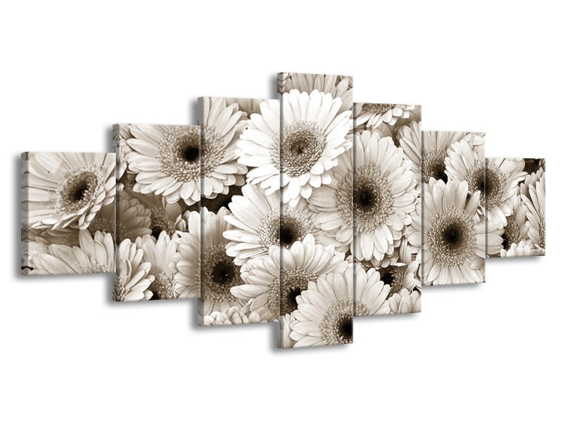 Glasschilderij Gerbera, Bloemen | Sepia | 210x100cm 7Luik