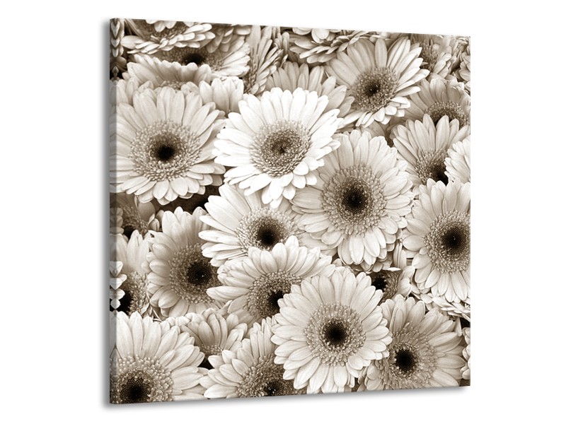 Glasschilderij Gerbera, Bloemen | Sepia | 50x50cm 1Luik