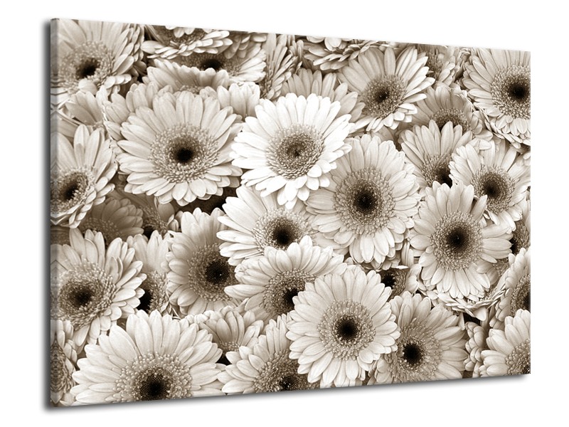 Glasschilderij Gerbera, Bloemen | Sepia | 70x50cm 1Luik