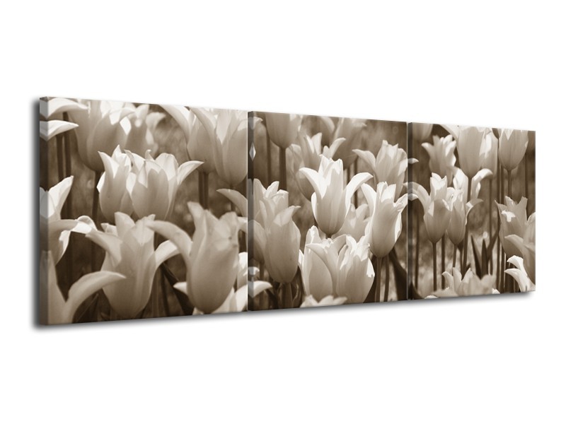 Glasschilderij Tulpen, Bloemen | Sepia | 120x40cm 3Luik