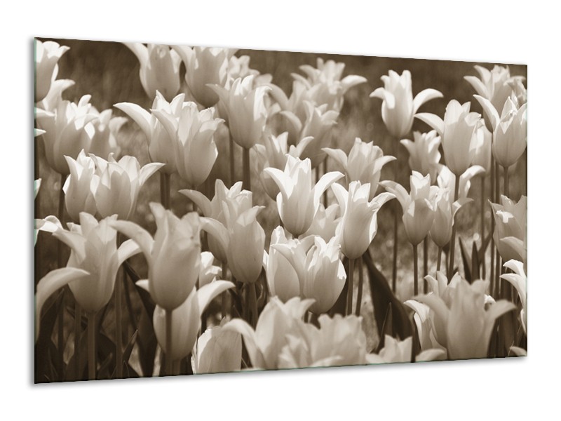 Glasschilderij Tulpen, Bloemen | Sepia | 120x70cm 1Luik